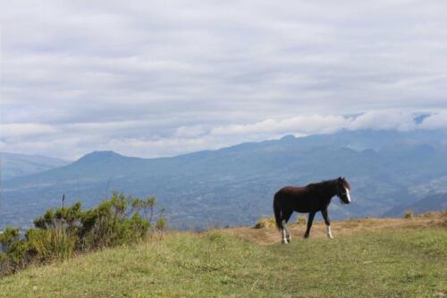 Campos verdes y extensos