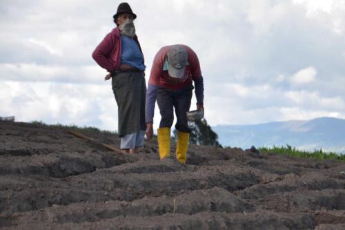 Sembrio de Hortalizas