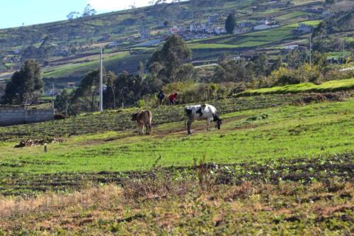 Producción de Habas