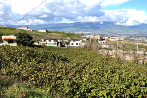 Beautiful Tasty Appetizing Ingredients Spices Red Chilli Pepper